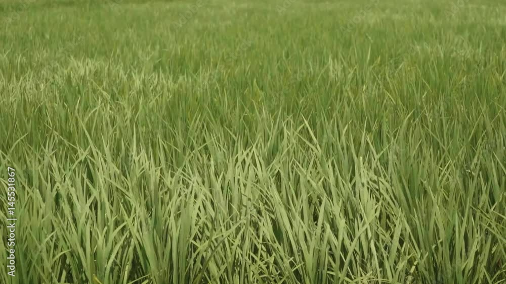 Close up of green flat rice field on cloudy windy day with soft light. Shot with Sony a7s on tripod Close up of green flat rice field on cloudy windy day with soft light. Shot with Sony a7s on tripod