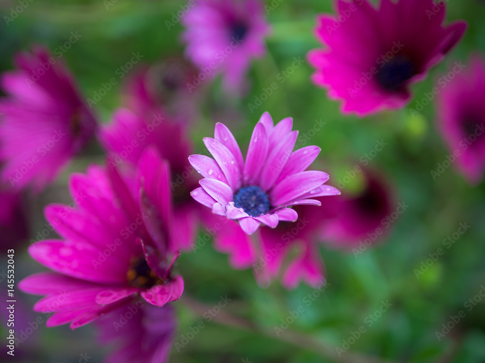 Purple African Daisy, Osteospermum Ecklonis Purple African Daisy, Osteospermum Ecklonis