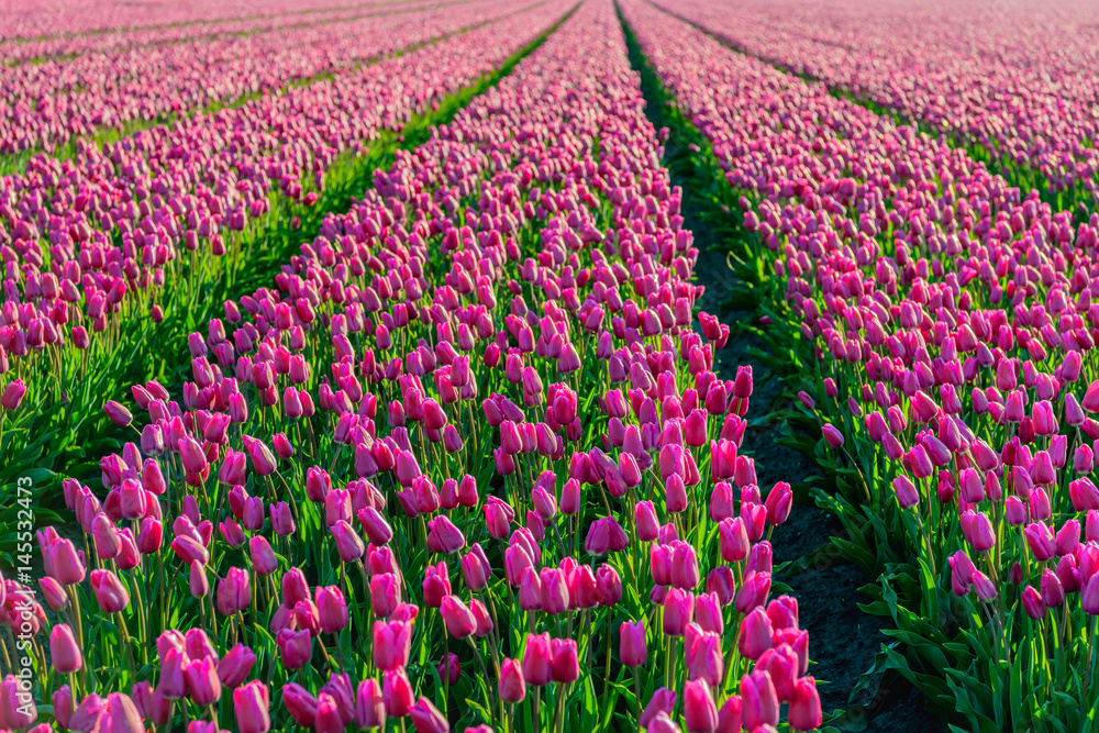 Dark pink colored tulips in long converging tulip beds