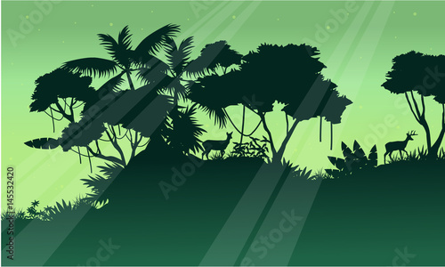Silhouette of tree on the jungle scenery