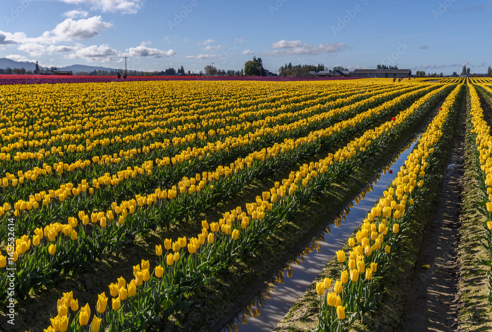 Skagit Valley Tulips