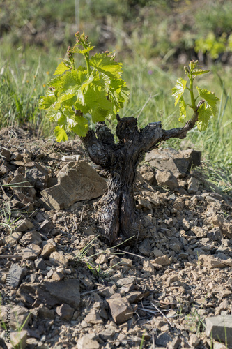 Vine in Priorat Wine Region, Catalonia, Spain. photo