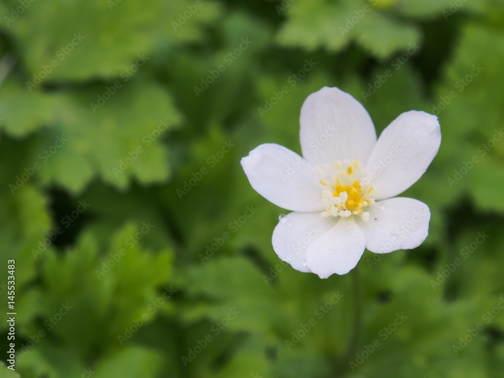 エゾノハクサンイチゲ　高山植物