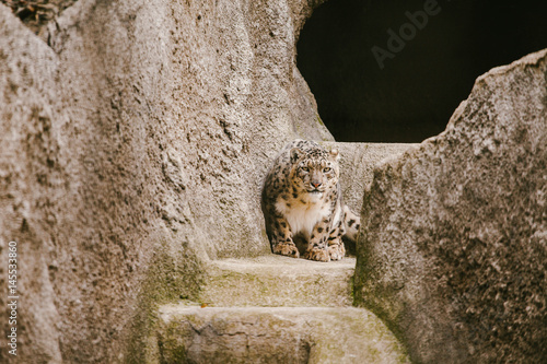 Snow Leopard sitting in stones photo