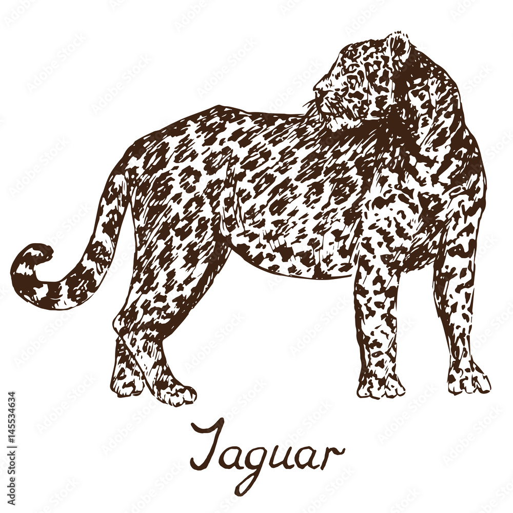 Jaguar standing, hand drawn doodle, sketch in pop art style, vector illustration Jaguar standing, hand drawn doodle, sketch in pop art style, vector illustration