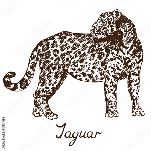 Jaguar standing, hand drawn doodle, sketch in pop art style, vector illustration