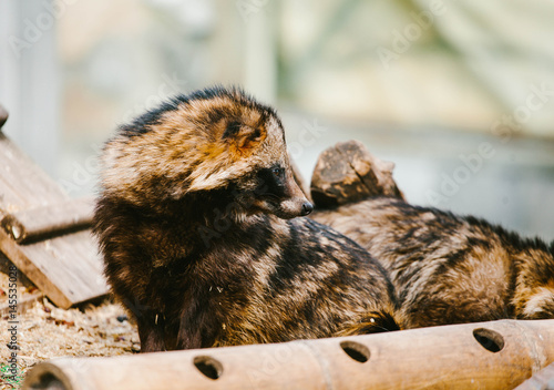 Raccoons have a rest photo