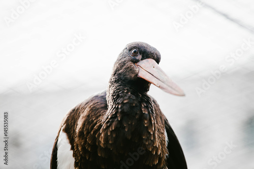 Black Stork photo