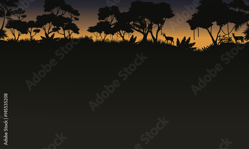 Silhouette of tree on the forest scenery