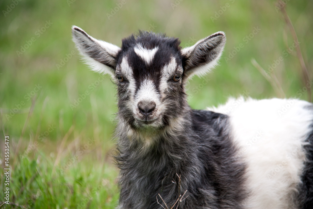 One little kid goat is grazing on the grass close-up