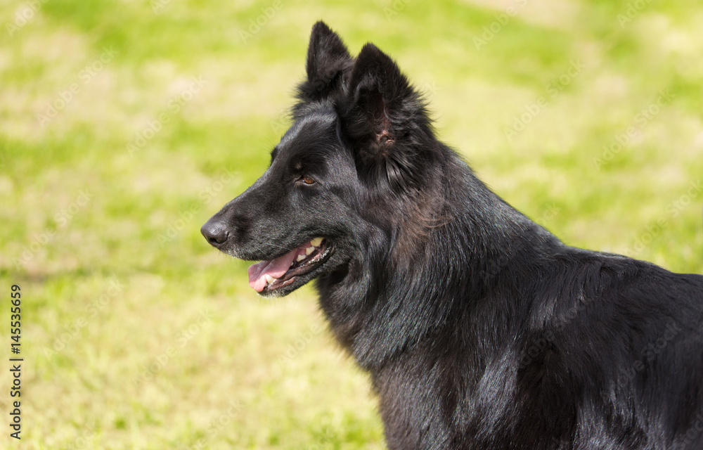 Black German shepherd dog Black German shepherd dog