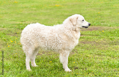 Fototapeta Naklejka Na Ścianę i Meble -  Hungarian Kuvasz dog in the park