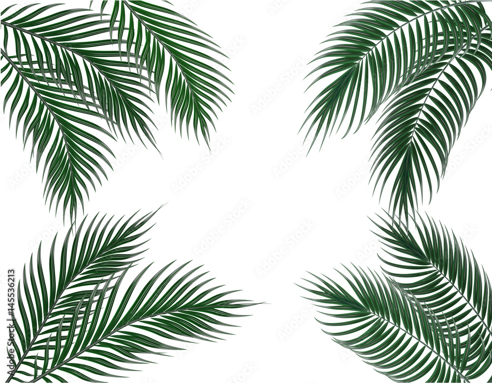 Tropical dark green palm leaves on four sides. Set. Isolated on white background. illustration