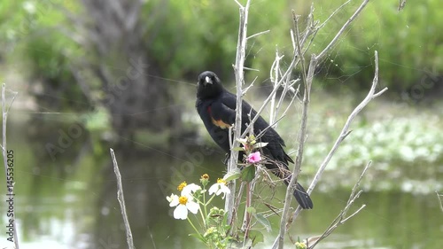 Red-Winged Blackbird male call