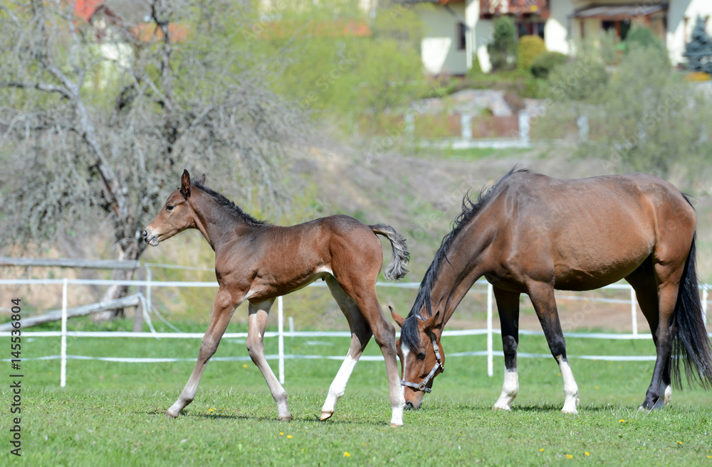 The little foal with his mother in the field. The little foal with his mother in the field.