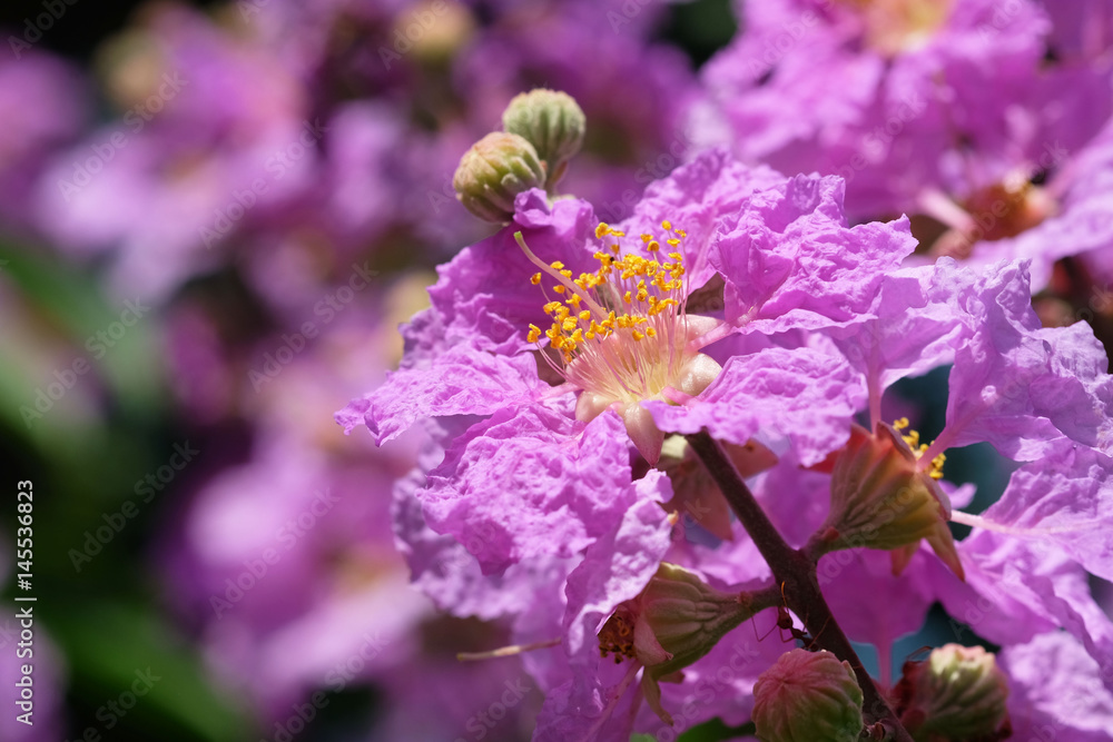 Lagerstroemia floribunda Lagerstroemia floribunda