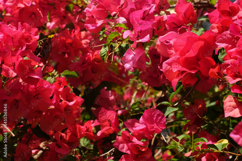 Bougainvillea Bougainvillea