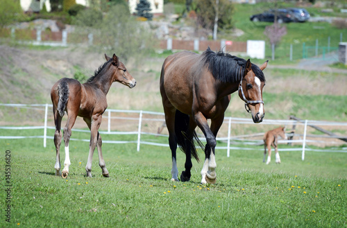The little foal with his mother in the field.