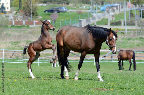 The little foal with his mother in the field.