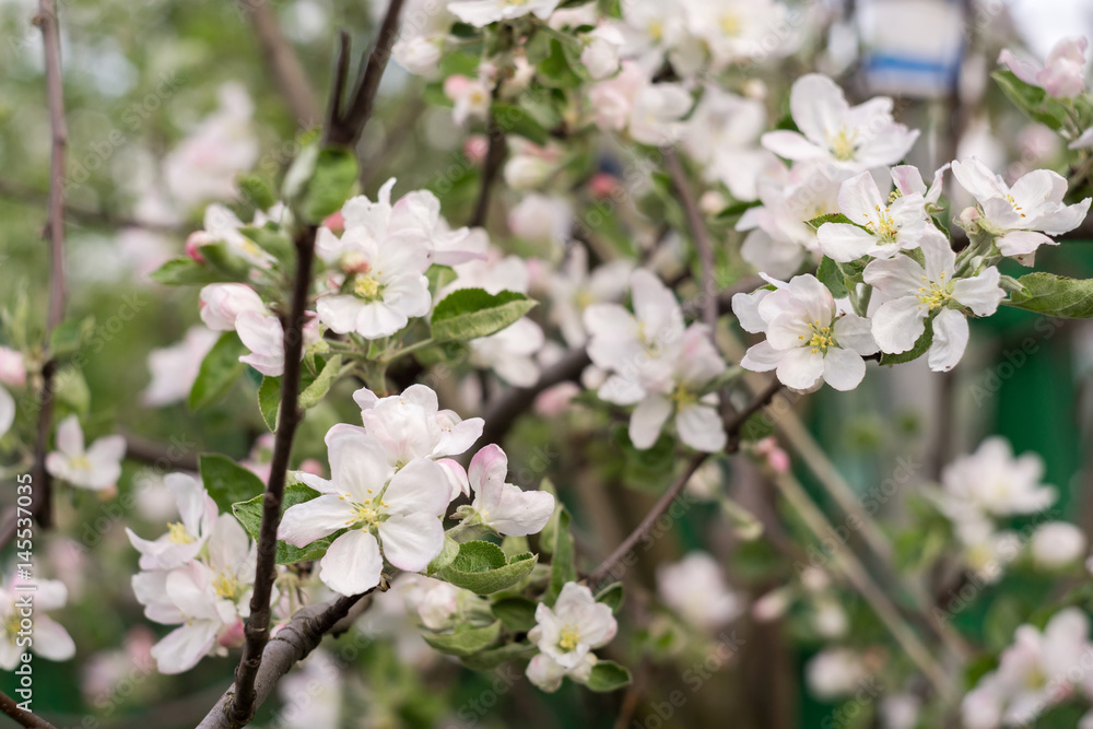 Spring Apple Blooming Trees