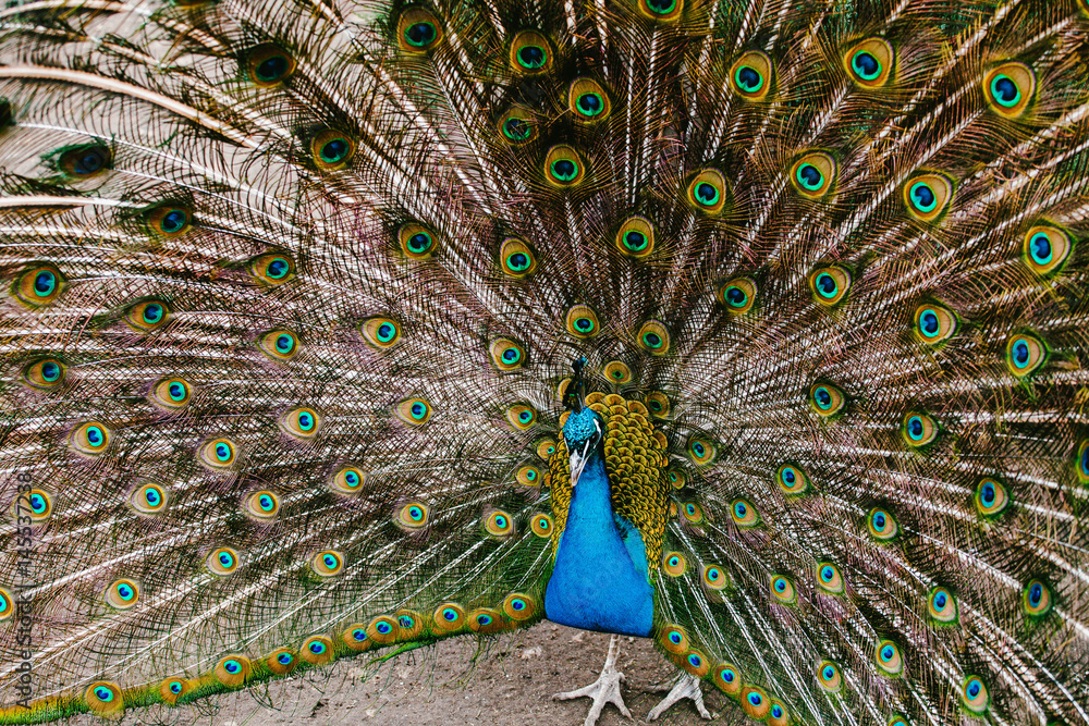 Obraz premium Peacock with a large tail