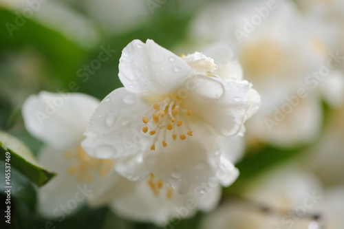 Jasmine Flowers Macro © Vidady