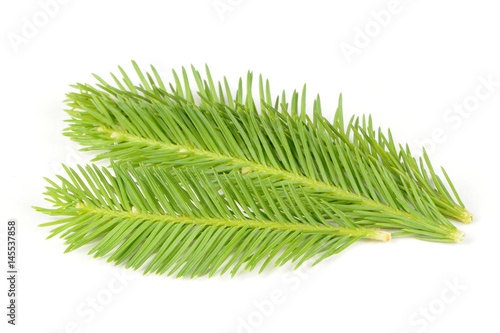 Spruce Branches Isolated on White Background