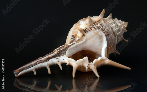 Close up beautiful delicate colorful spiral conch shell on black background. Macro, detail view. Summer concept.