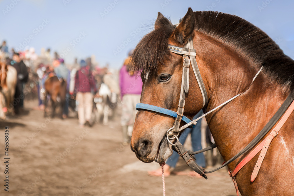 Close-up of a Brown horse transport tourists in Bromo Tengger Semeru National Park, East Java, Indonesia.