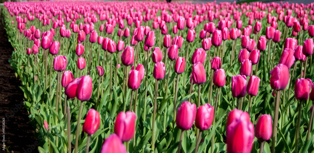 A lot of pink tulips on a sunny spring day