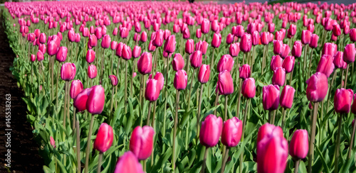 A lot of pink tulips on a sunny spring day