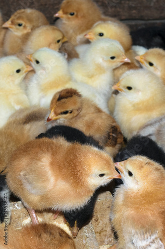 group of newly hatched domestic chicks