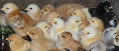group of newly hatched domestic chicks