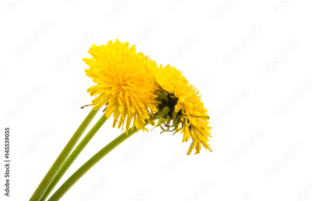 Naklejka premium Dandelion flower