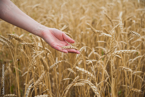Hands touching golden wheat field