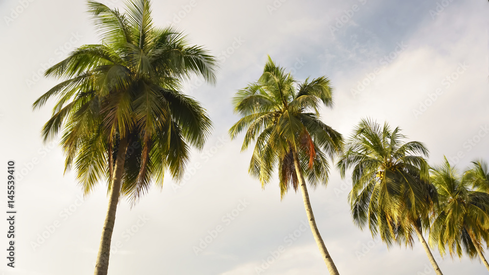 palm tree in the background of blue sky, view from below palm tree in the background of blue sky, view from below