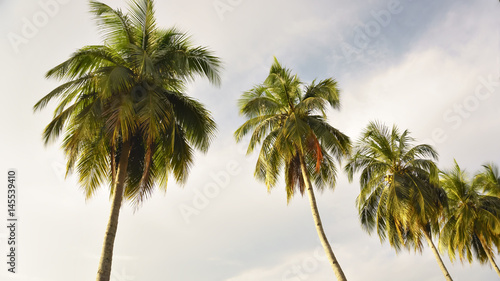palm tree in the background of blue sky, view from below © HuzaimePhotography