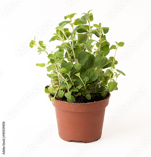 Oregano in flowerpot on white background. Plant in flowerpot