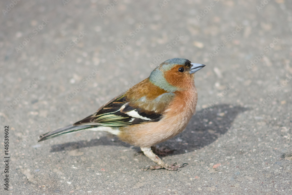 Male Common Chaffinch Fringilla coelebs, close-up side portrait on road, selective focus, shallow DOF Male Common Chaffinch Fringilla coelebs, close-up side portrait on road, selective focus, shallow DOF