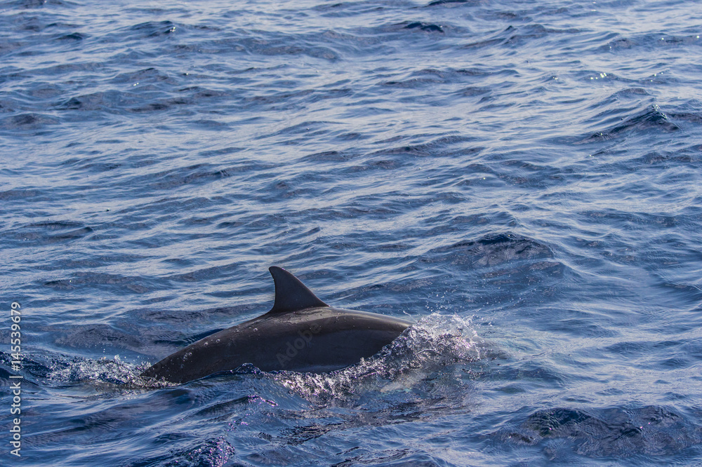 Naklejka premium 父島のイルカ