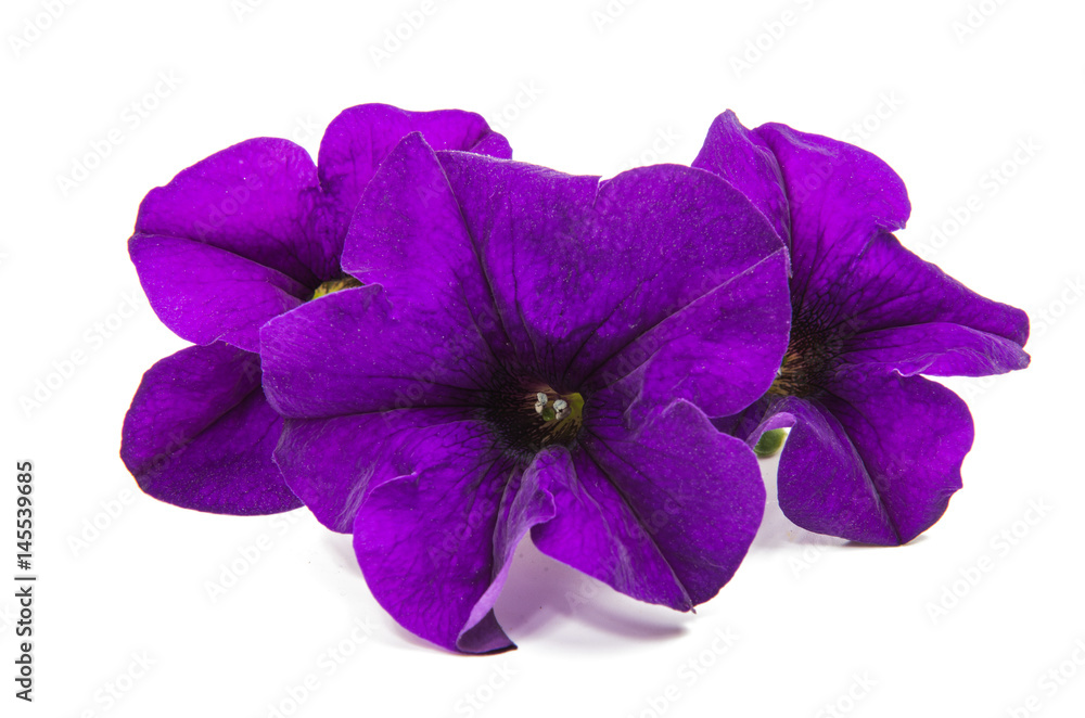 Obraz premium Lilac petunia