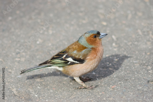 Male Common Chaffinch Fringilla coelebs, close-up side portrait on road, selective focus, shallow DOF