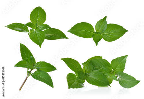 basil leaves on white background
