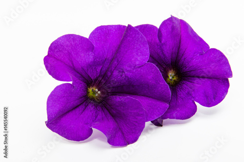 Lilac petunia