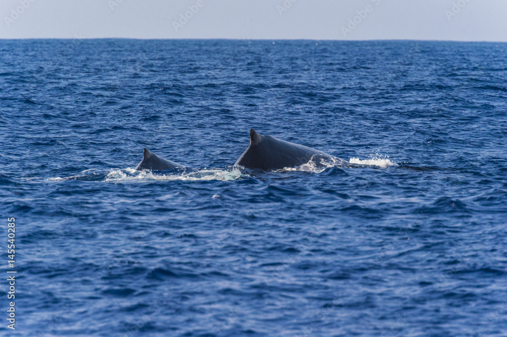 Fototapeta premium ホエールウォッチング