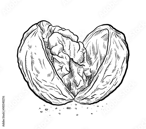 Cracked Open Walnut Sketch, a hand drawn vector illustration of a walnut.