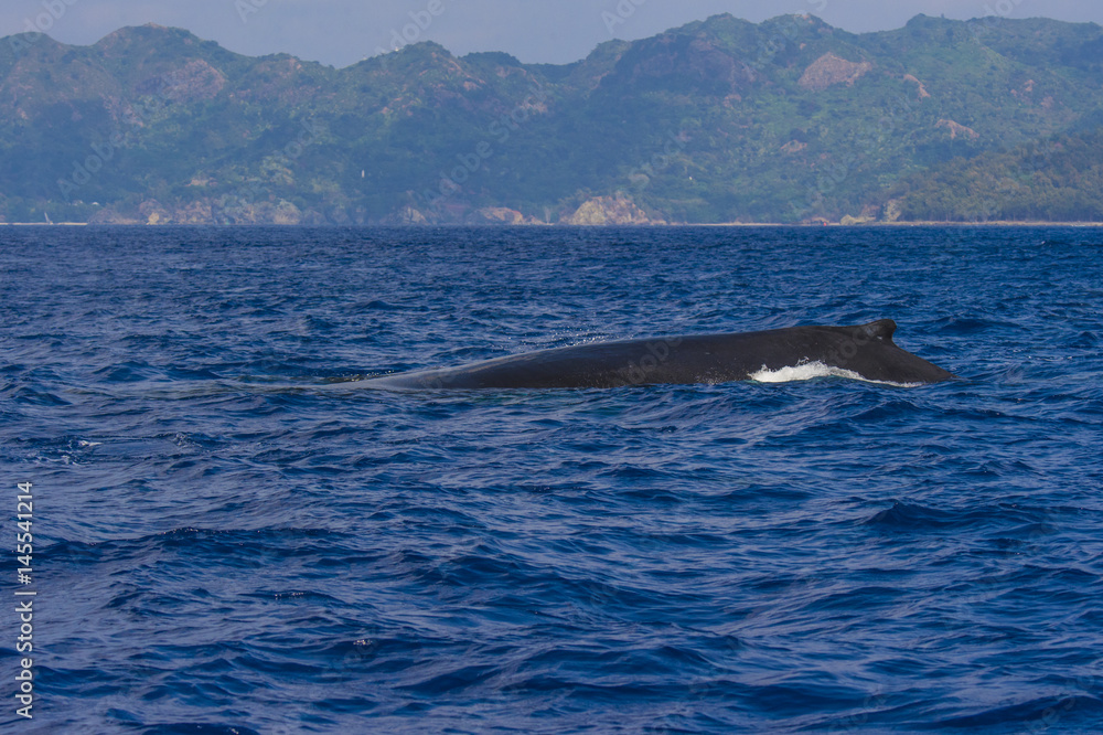 Naklejka premium ホエールウォッチング