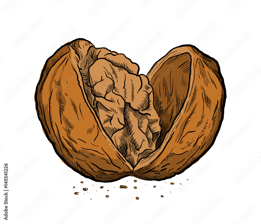 Walnut Drawing