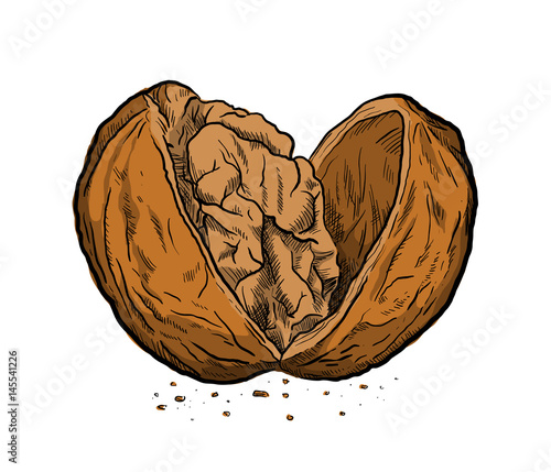 Cracked Open Walnut, a hand drawn vector illustration of a walnut in full color.