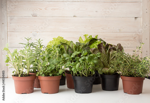 Herbs and lettuces in flowerpots on white wooden background.